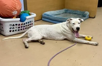 An adult large-sized female Mixed Breed dog named Bristol for adoption in Chamblee, GA