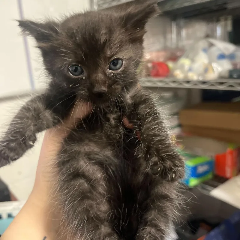 A baby small-sized male Black Domestic Short Hair cat named Naoya N for adoption in Leander, TX
