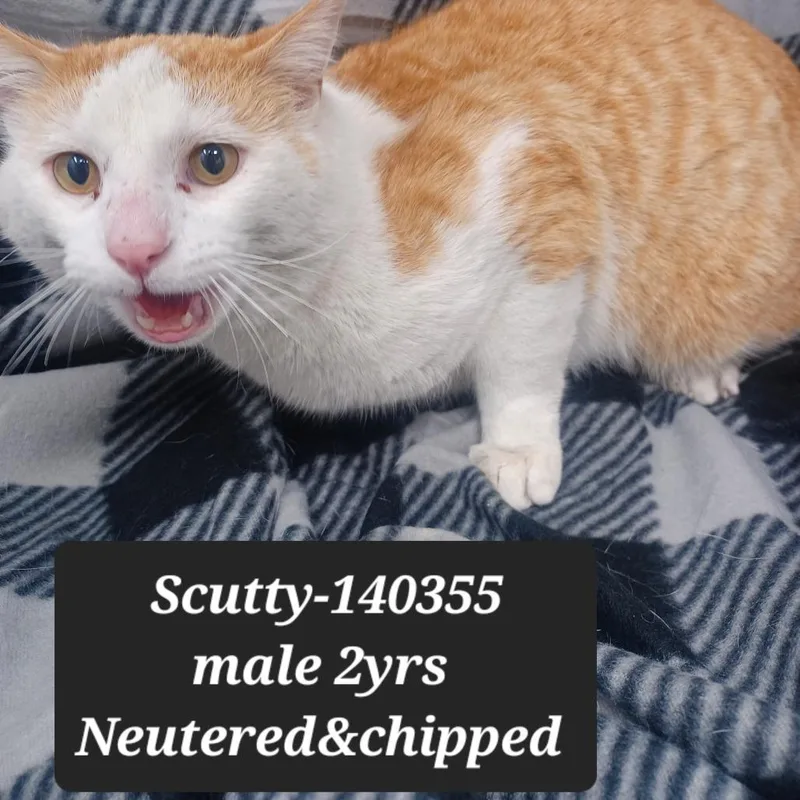 Scutty