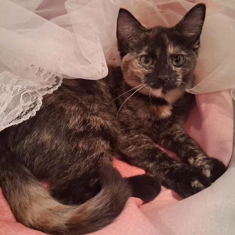 Kiki