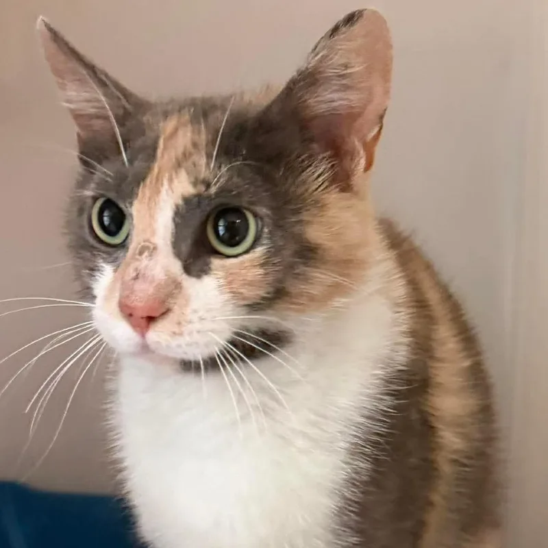 An adult medium-sized female Domestic Short Hair cat named Marina for adoption in Washington, DC