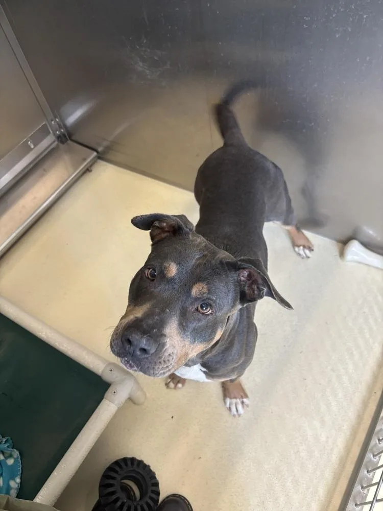 An adult large-sized female Gray / Blue / Silver Staffordshire Bull Terrier dog named River for adoption in Kalamazoo, MI
