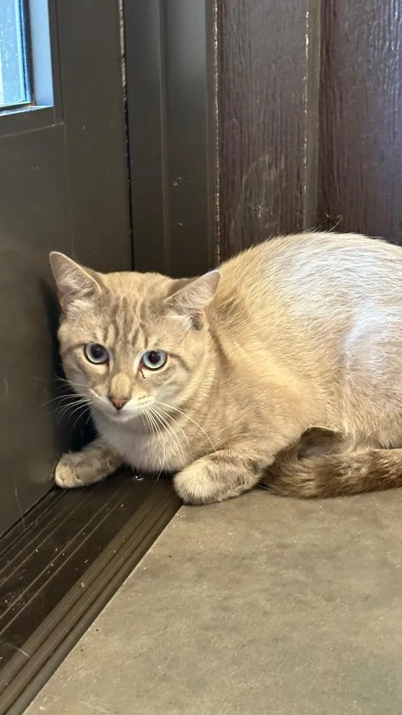 A young medium-sized male Domestic Short Hair cat named Tyler for adoption in Clarksville, TN
