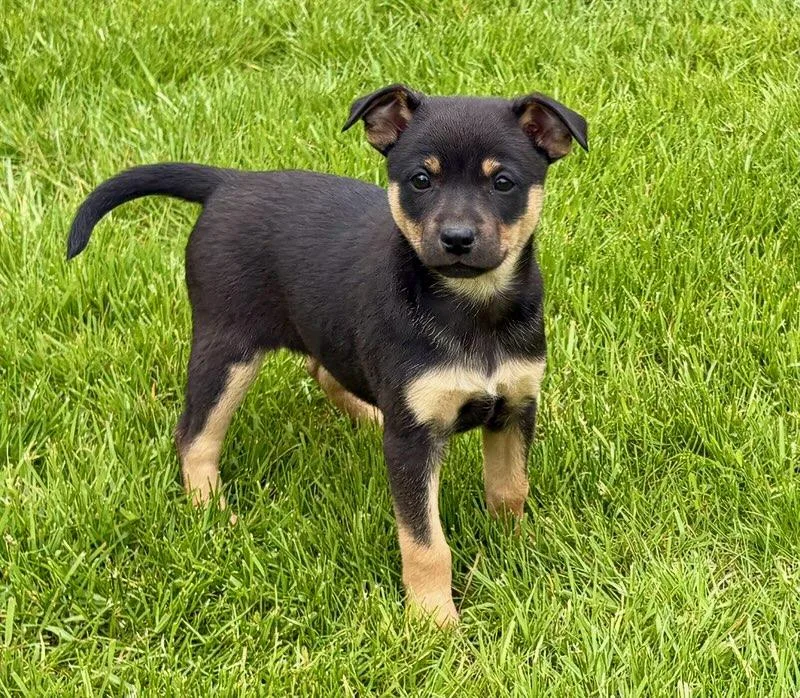 Bella