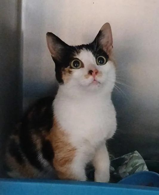 A baby small-sized female Domestic Short Hair cat named Cleopatra for adoption in Ladysmith, WI