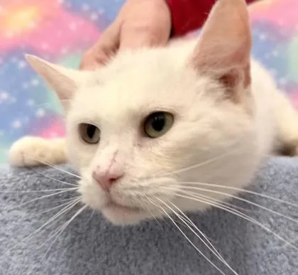 Stringer thumbnail 2