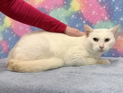 Stringer thumbnail 3