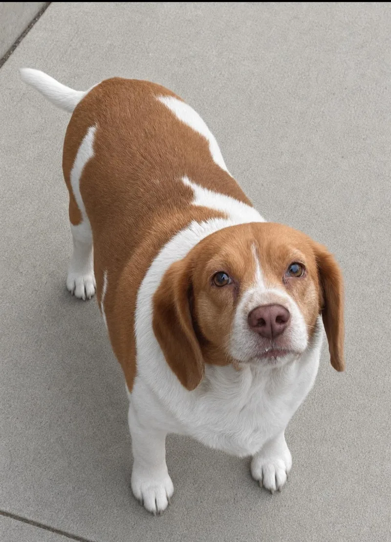 A senior medium-sized female Beagle dog named Delilah for adoption in RUSSIAVILLE, IN