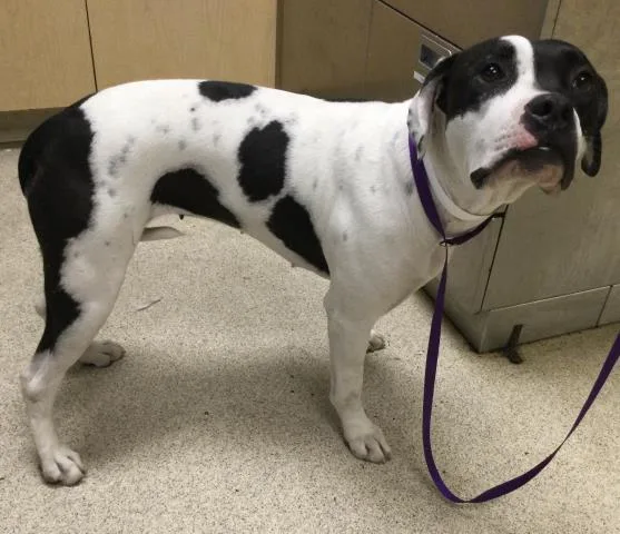 An adult large-sized female Pit Bull Terrier dog named Boxie for adoption in Riverside, CA