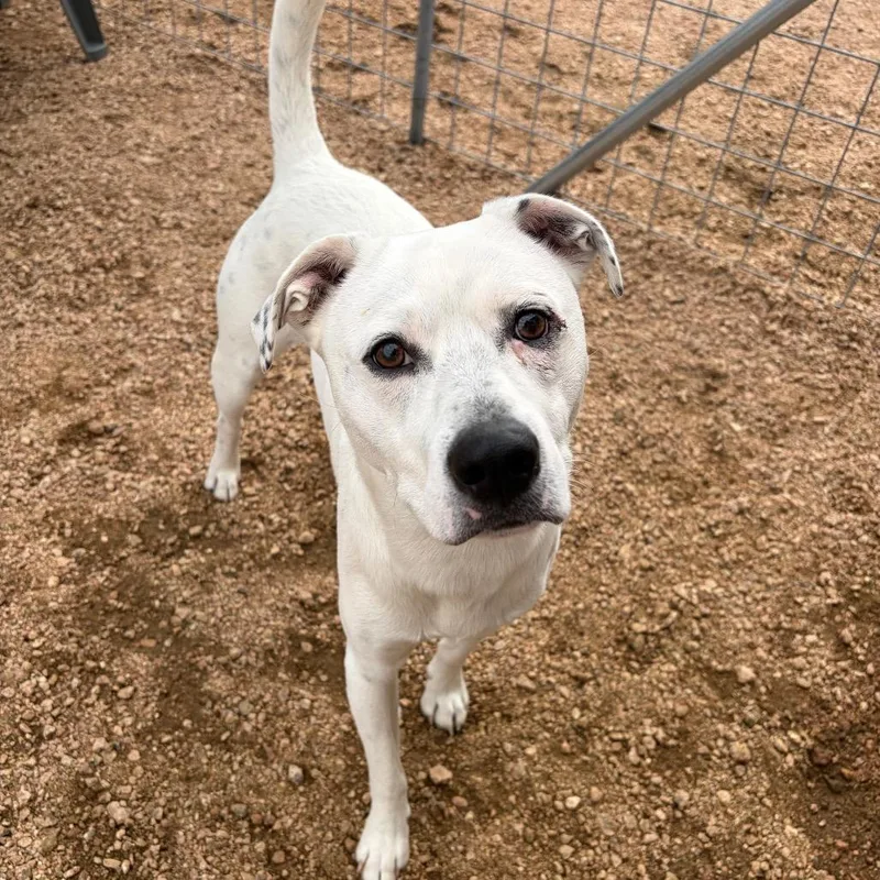 An adult medium-sized male White / Cream Mixed Breed dog named Kcac . for adoption in Kerrville, TX