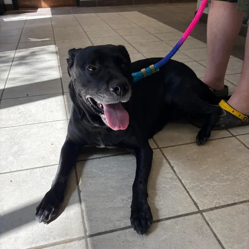 An adult large-sized female Black Mixed Breed dog named StrayTidewaterCourt for adoption in Columbus, GA