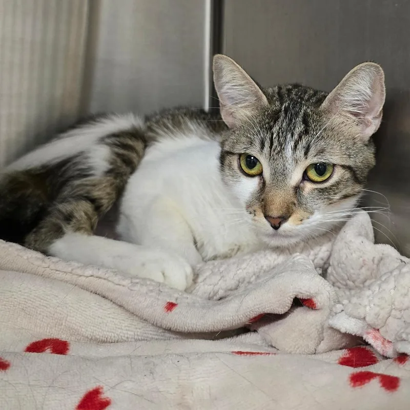 An adult medium-sized female Brown / Chocolate Domestic Short Hair cat named Batik for adoption in Spokane, WA