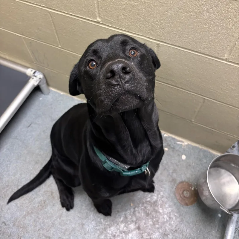 A young large-sized male Black Labrador Retriever dog named Ranger for adoption in Triadelphia, WV
