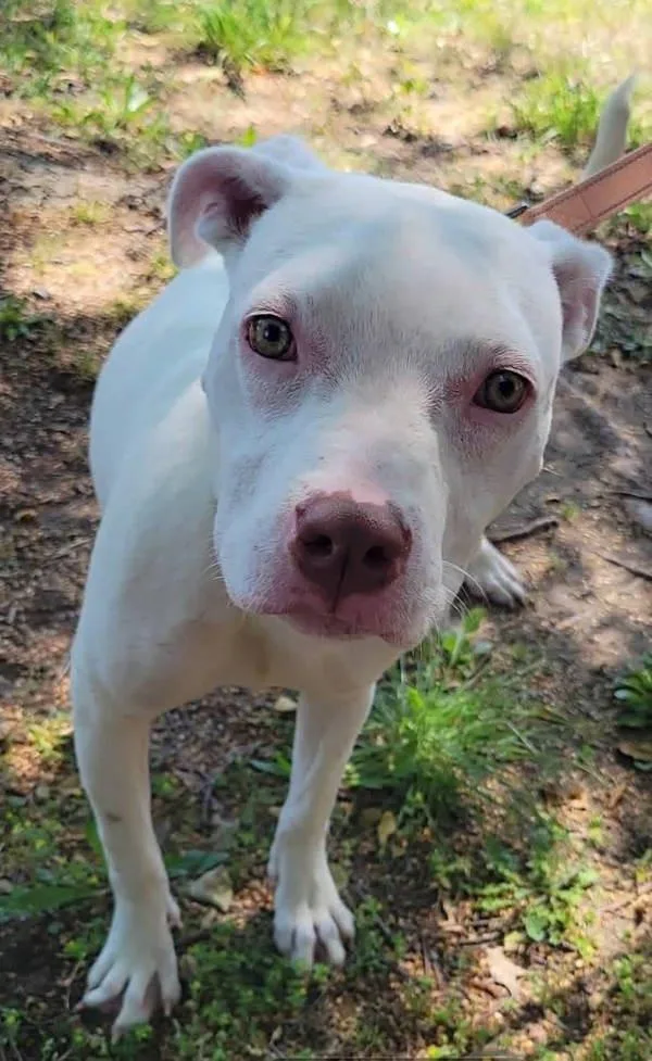 A young medium-sized female Pit Bull Terrier dog named Marshall for adoption in Millersville, MD