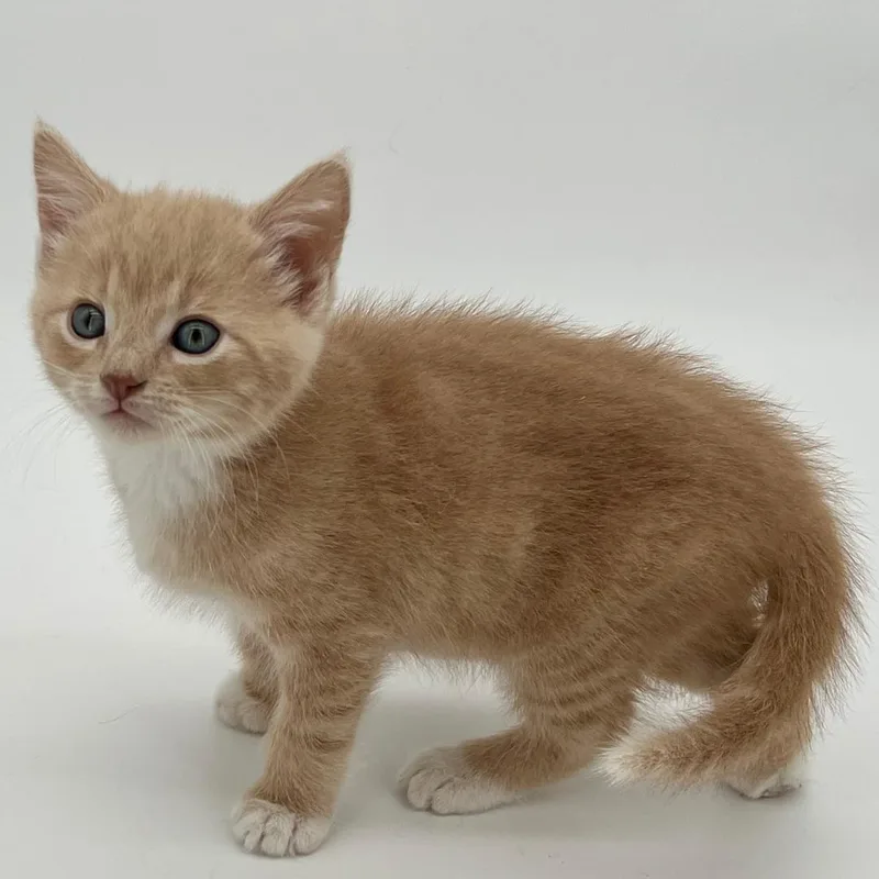 A baby medium-sized male Orange / Red Domestic Short Hair cat named Levi for adoption in Morgan Hill, CA