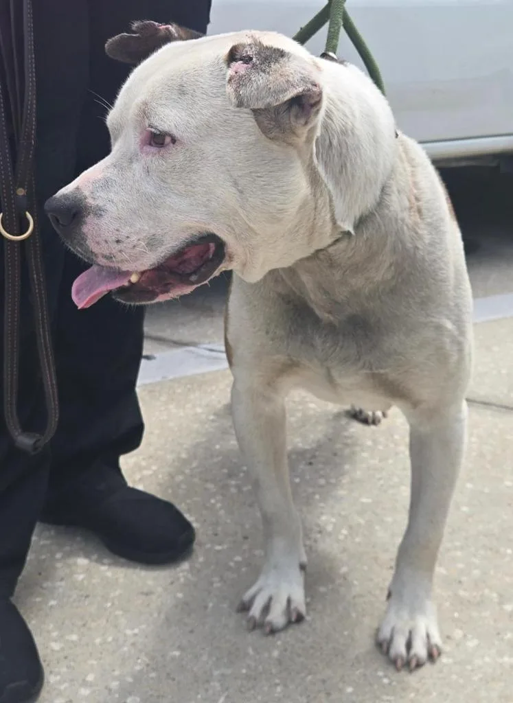 An adult large-sized male Mixed Breed dog named Tily for adoption in St. Augustine, FL