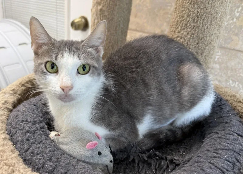 An adult small-sized female Gray & White Domestic Short Hair cat named Galanga for adoption in Satellite Beach, FL