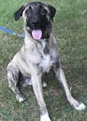 An adult large-sized male Anatolian Shepherd dog named Andy for adoption in Kansas City, MO