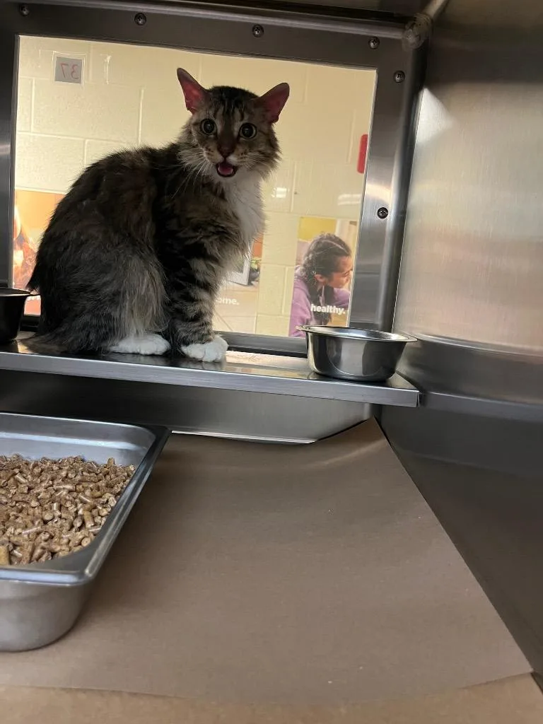 An adult large-sized female Domestic Medium Hair cat named Ginger for adoption in Nacogdoches, TX