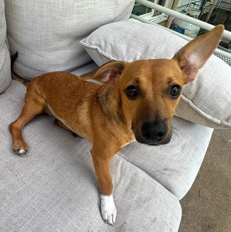 A young small-sized female Red / Chestnut / Orange Dachshund dog named Bella for adoption in Eugene, OR