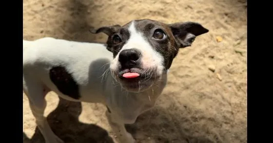 A baby medium-sized female Pit Bull Terrier dog named AAD New Arrival!  for adoption in Armonk, NY