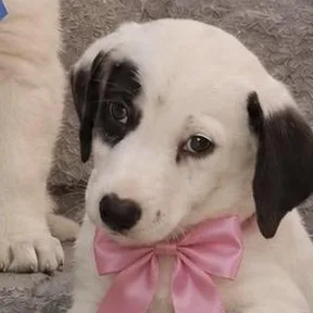 A baby medium-sized female Black Labrador Retriever dog named Penneout Of Town for adoption in New York, NY