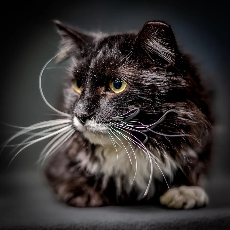 An adult medium-sized male Black & White / Tuxedo Domestic Medium Hair cat named Max for adoption in Herndon, VA