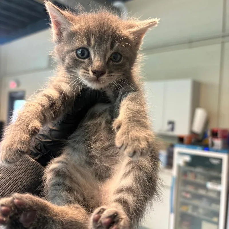 A baby small-sized female Gray / Blue / Silver Domestic Short Hair cat named Elena for adoption in Huntington, WV