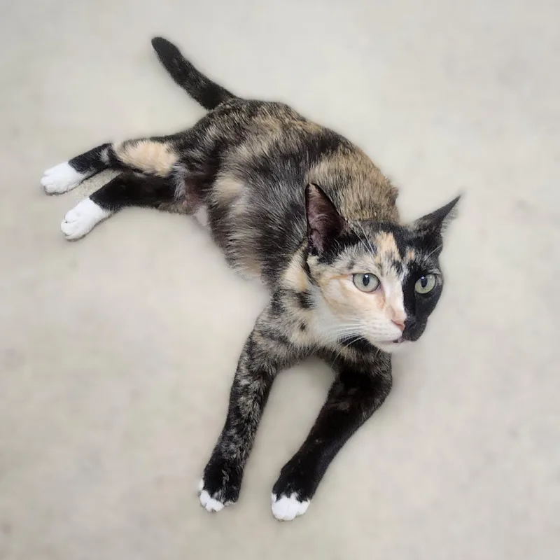 A young medium-sized female Calico cat named Gattalina for adoption in Allen, TX