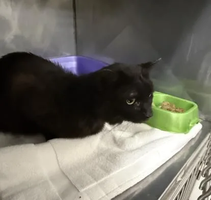An adult small-sized male Domestic Short Hair cat named Hercules for adoption in Killeen, TX
