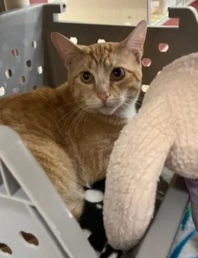A young medium-sized male Domestic Short Hair cat named Little Man for adoption in Springfield, MA
