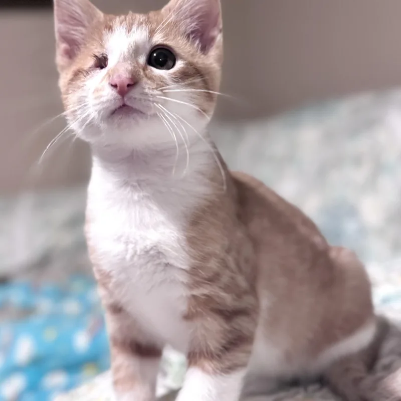 A baby small-sized male Orange & White Domestic Short Hair cat named Brownie for adoption in Sedalia, MO