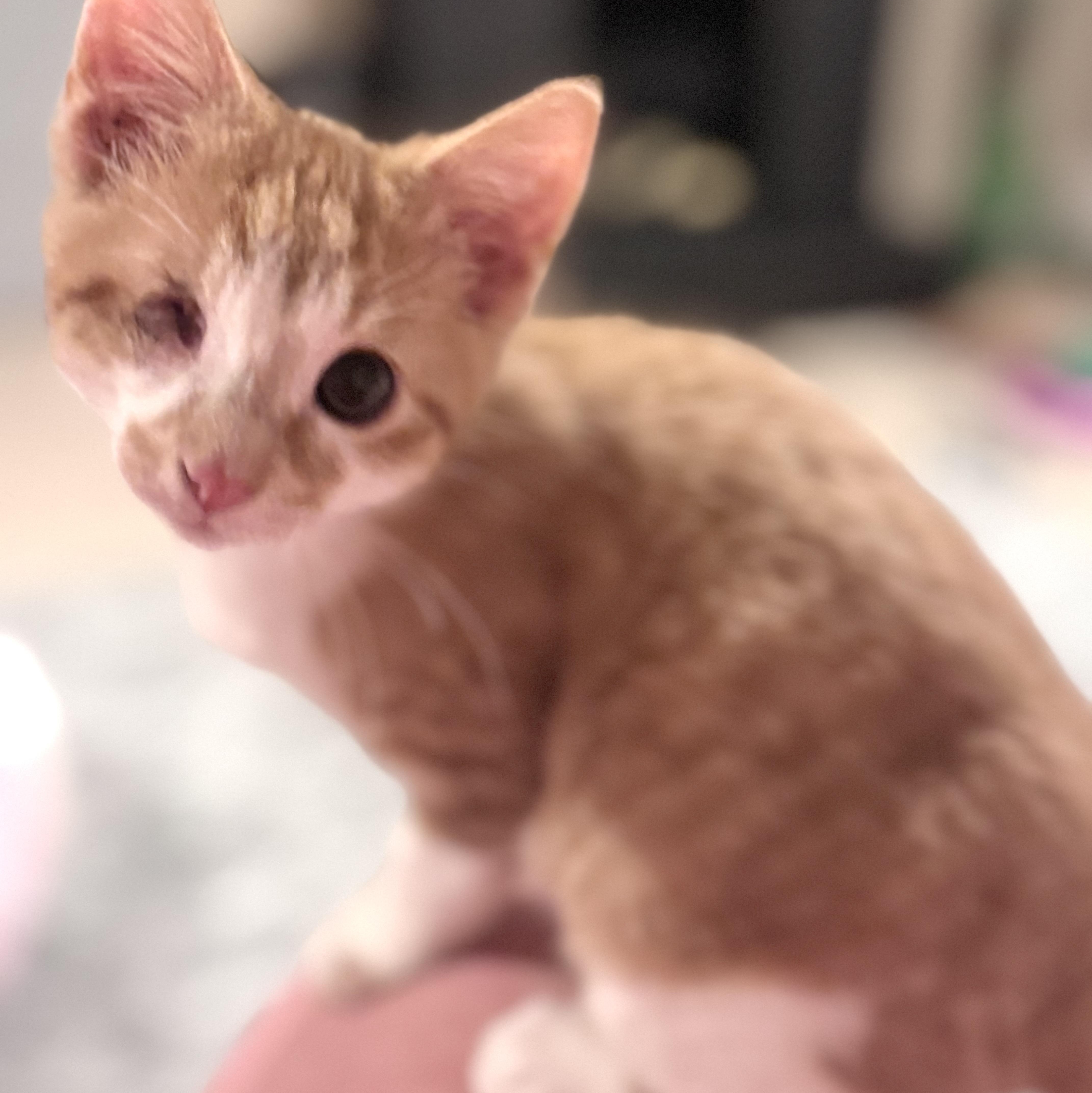 Brownie thumbnail 2