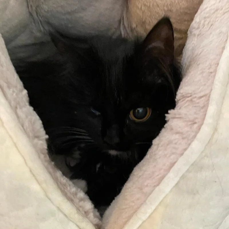 An adult small-sized female Black Domestic Long Hair cat named Mystic for adoption in North Myrtle Beach, SC