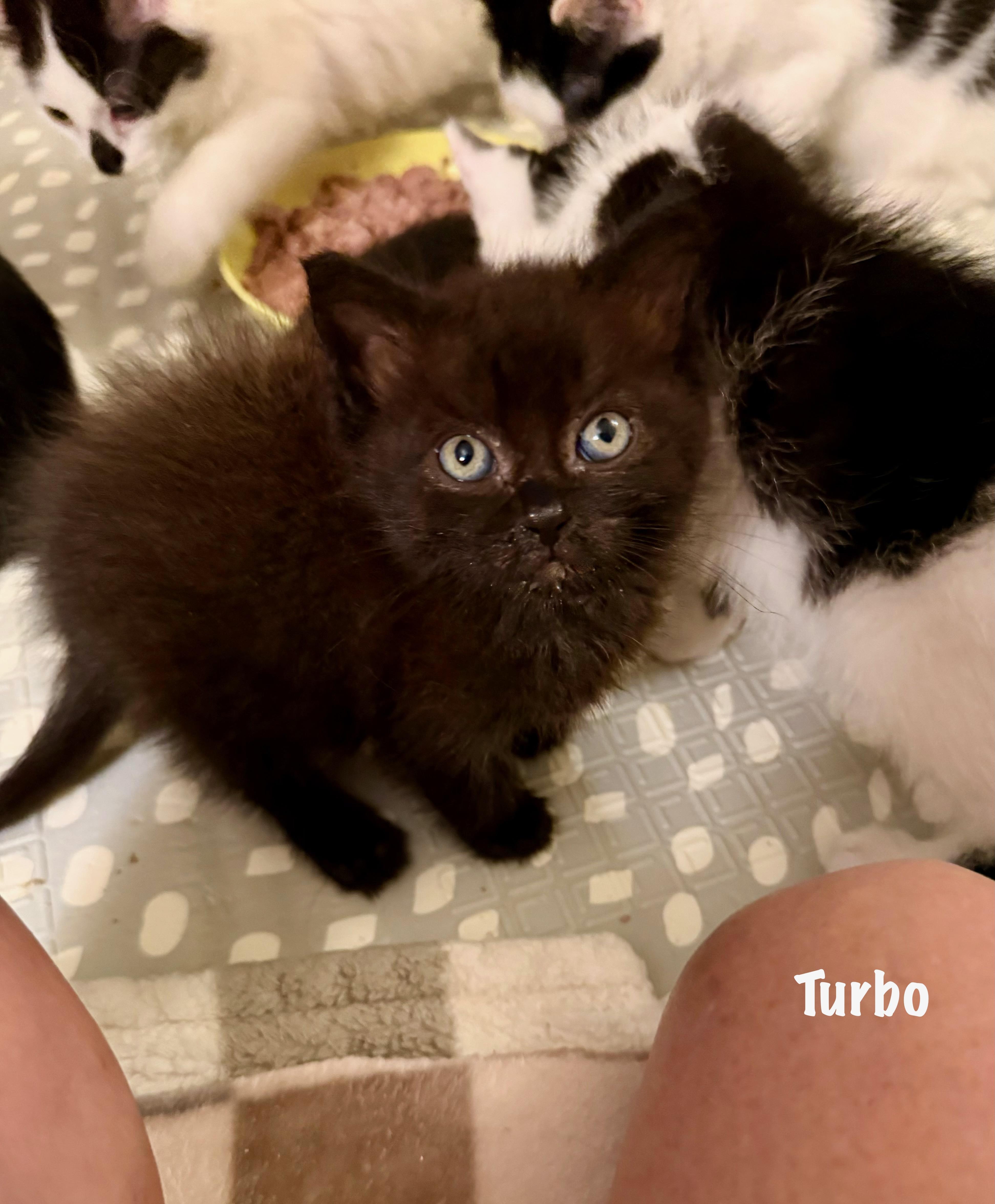 A baby medium-sized male Domestic Medium Hair cat named Turbo for adoption in East Hartford , CT