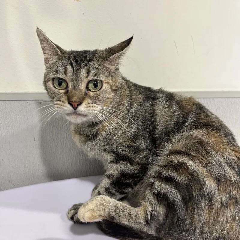 A young medium-sized female Brown / Chocolate Domestic Short Hair cat named Sienna for adoption in Tampa, FL