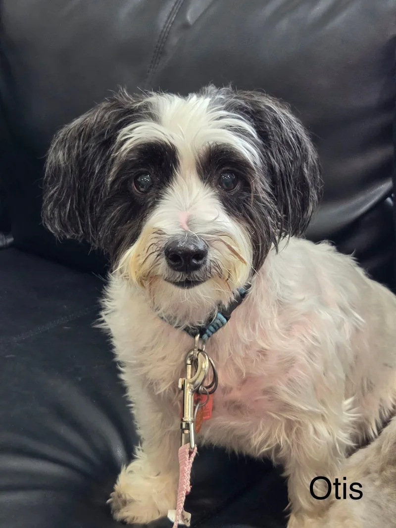 An adult small-sized male Havanese dog named Otis & Millie  for adoption in Blue Springs, MO