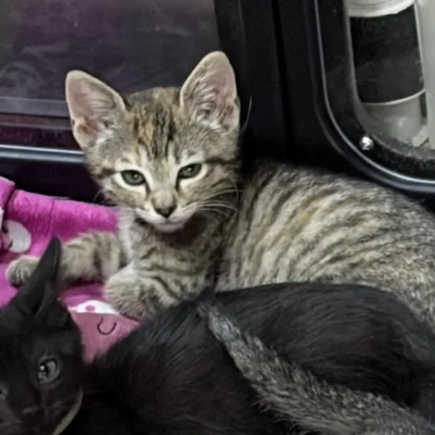 A baby medium-sized female Tabby (Brown / Chocolate) Domestic Short Hair cat named South for adoption in Murfreesboro, TN