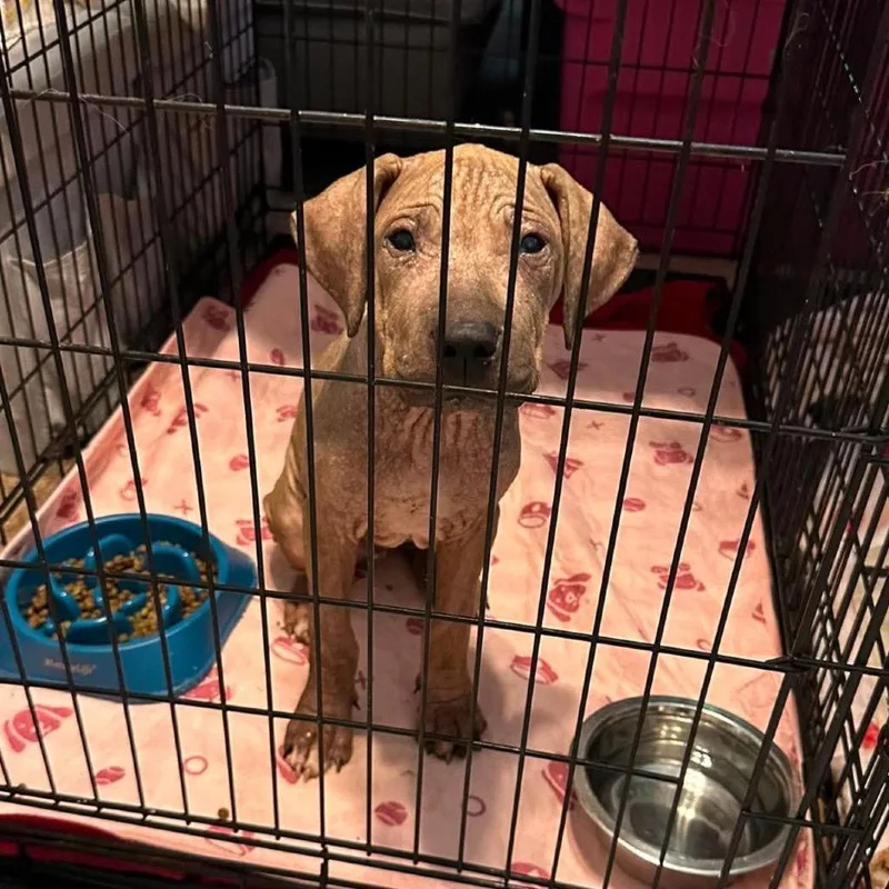 A baby small-sized male Brown / Chocolate Pit Bull Terrier dog named Lalin for adoption in Tampa, FL