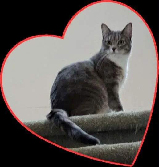 An adult medium-sized female Gray & White Domestic Short Hair cat named Noel for adoption in Reading, PA