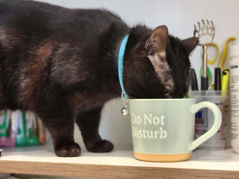 An adult medium-sized male Domestic Short Hair cat named Roll Bar of the for adoption in Sterling, VA