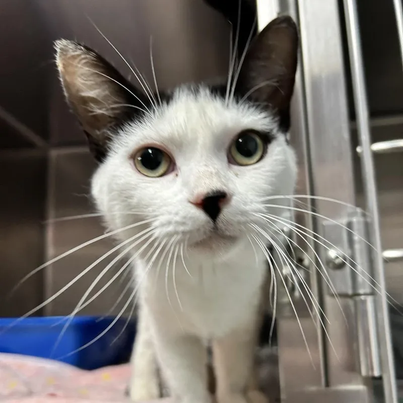 An adult medium-sized female Black Domestic Short Hair cat named Allie Cat for adoption in Newport, NC
