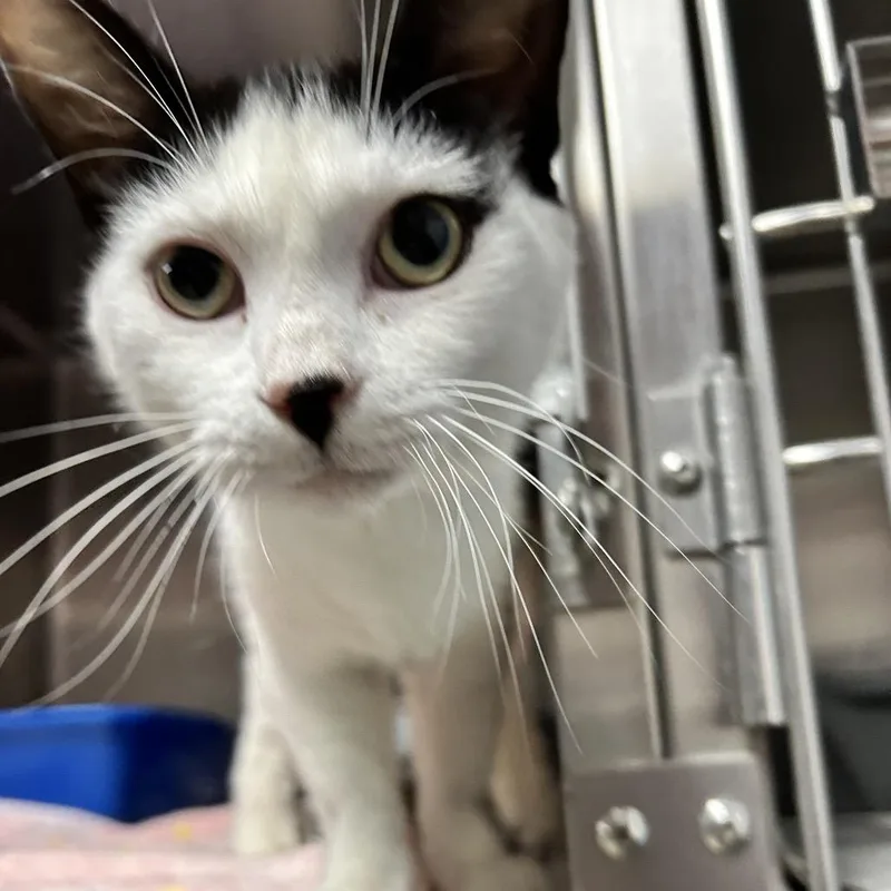 Allie Cat thumbnail 2