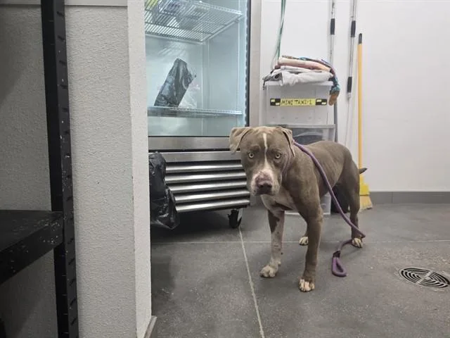 A young large-sized female Pit Bull Terrier dog named Bluebell for adoption in Mesa, AZ