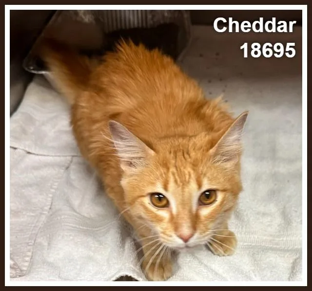 Cheddar