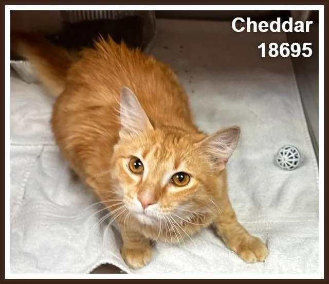 Cheddar thumbnail 3
