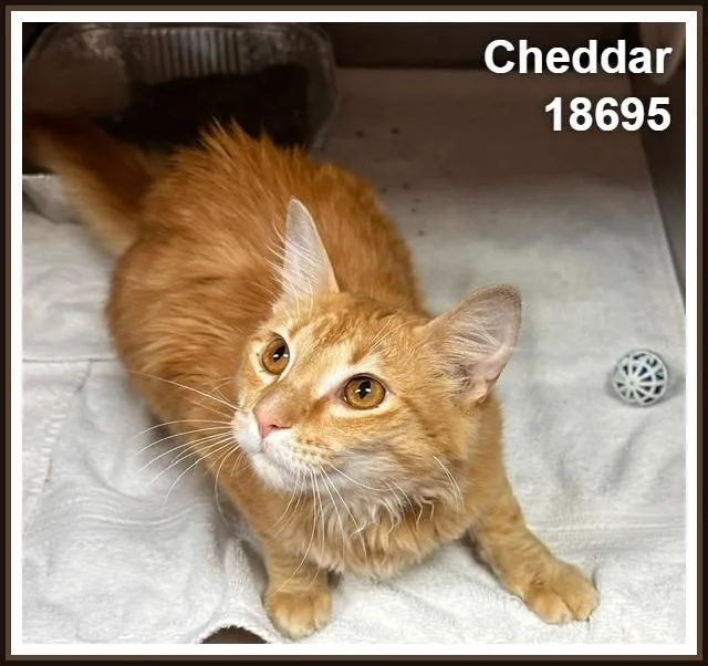Cheddar thumbnail 4