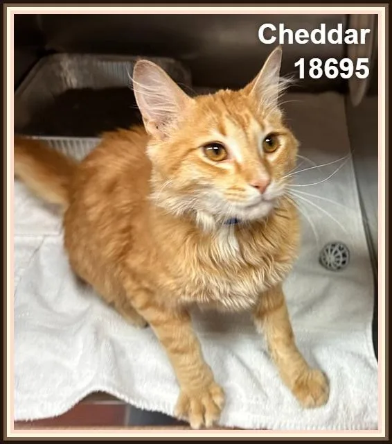Cheddar thumbnail 5