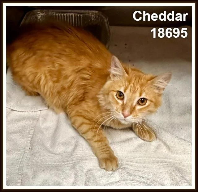 Cheddar thumbnail 6