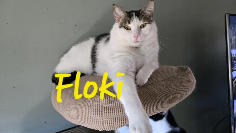 Floki & Ragnar thumbnail 2